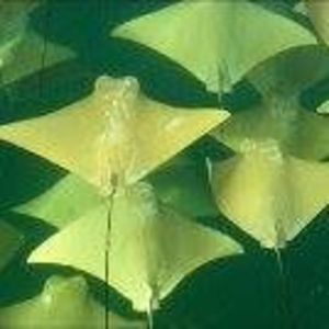 Meet your Posher, Chrissy